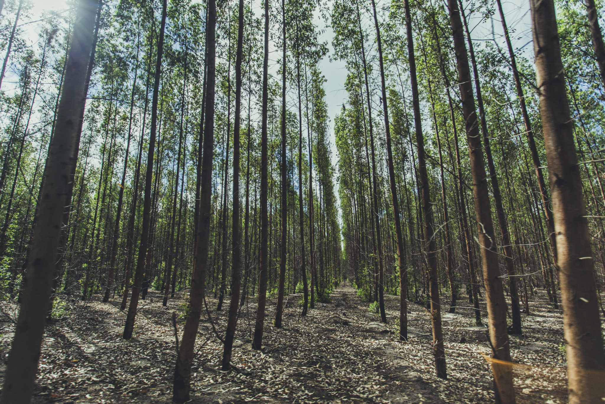 A Fibria eucalyptus forest in Brazil